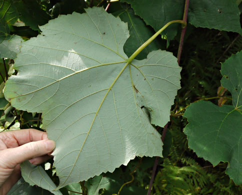 image of Vitis aestivalis var. bicolor, Silverleaf Grape