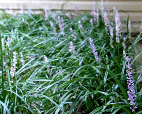 image of Liriope graminifolia, Grassleaf Lily-turf, Liriope