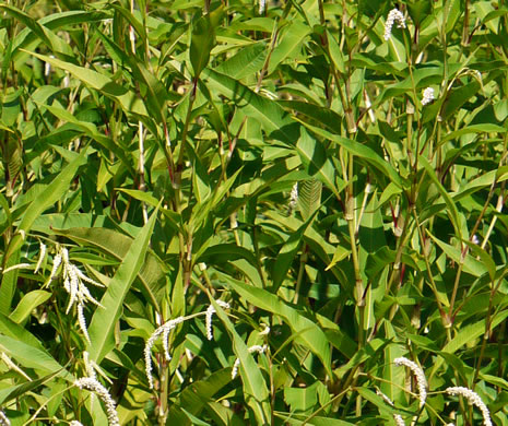 image of Persicaria lapathifolia, Dockleaf Smartweed, Willow-weed, Pale Smartweed