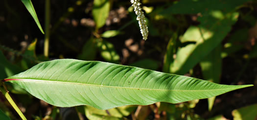 image of Persicaria lapathifolia, Dockleaf Smartweed, Willow-weed, Pale Smartweed