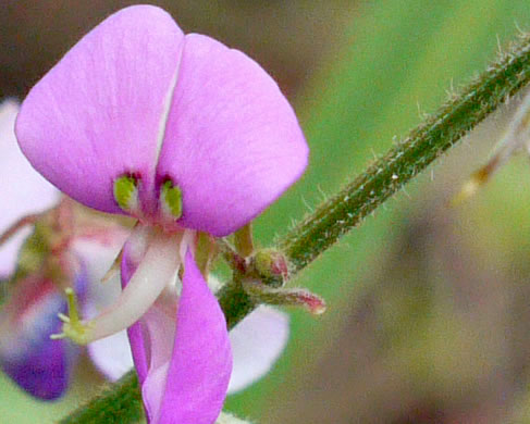 Desmodium nuttallii, Nuttall's Tick-trefoil