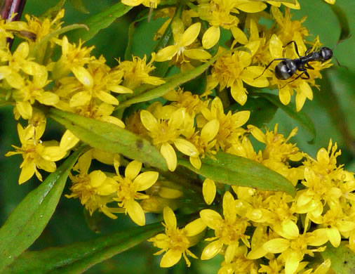 image of Solidago curtisii, Curtis's Goldenrod