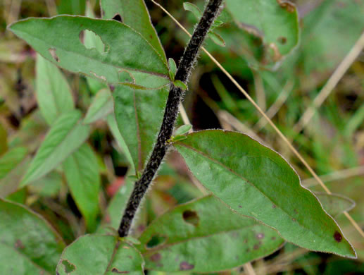 image of Solidago bicolor, Silverrod, White Goldenrod