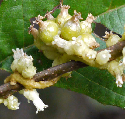 image of Cuscuta compacta, Compact Dodder