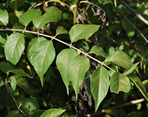 image of Lonicera maackii, Amur Bush-honeysuckle, Amur Honeysuckle