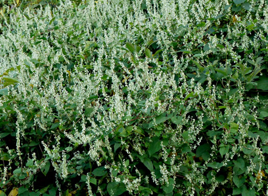 image of Fallopia scandens, Common Climbing Buckwheat