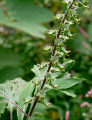 image of Perilla frutescens, Beefsteak-plant, Perilla