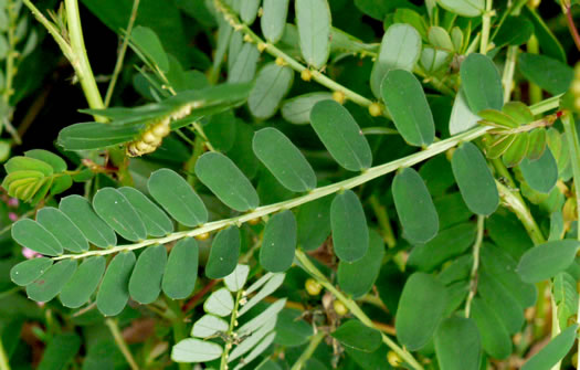 image of Emblica urinaria, Chamber Bitter, Gripeweed