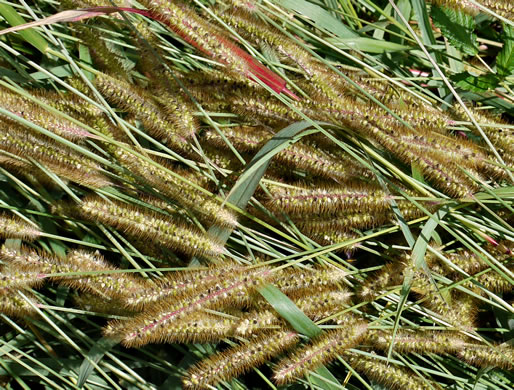 image of Setaria pumila, Yellow Foxtail