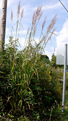 image of Erianthus contortus, Bent-awn Plumegrass