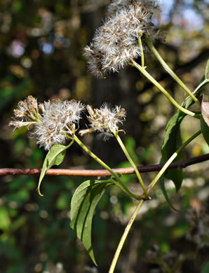 image of Mikania scandens, Climbing Hempweed