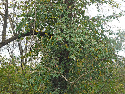 image of Euonymus fortunei, Wintercreeper, Climbing Euonymus, Chinese Spindle-tree