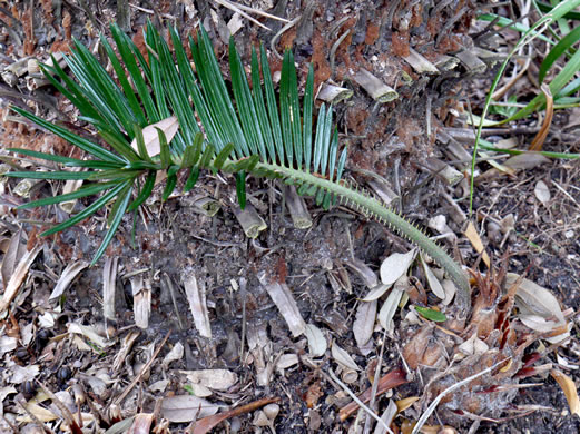 image of Cycas revoluta, Sago-palm