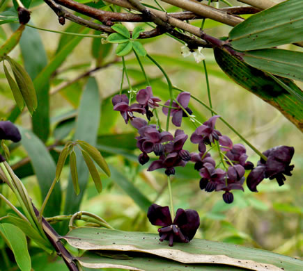 image of Akebia quinata, Five-leaf Akebia, Chocolate-vine