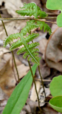 image of Phegopteris hexagonoptera, Broad Beech Fern