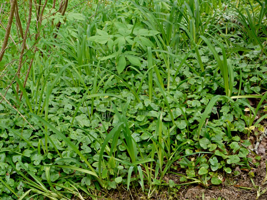 image of Ficaria verna ssp. verna, Fig Buttercup, Lesser Celandine, Pilewort