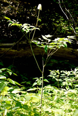 image of Actaea pachypoda, Doll's-eyes, White Baneberry, White Cohosh