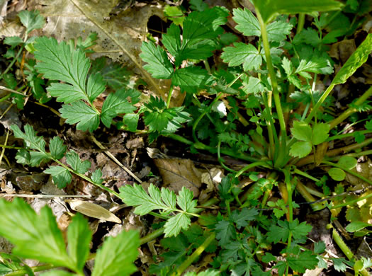 image of Geum vernum, Spring Avens, Heartleaf Avens