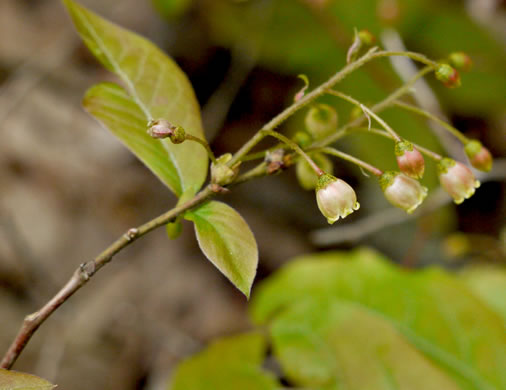 Bear Huckleberry