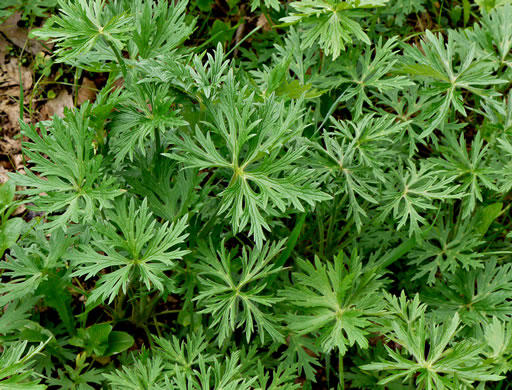 image of Ranunculus acris, Tall Buttercup, Bitter Buttercup