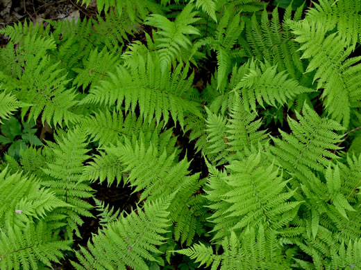 image of Amauropelta noveboracensis, New York Fern