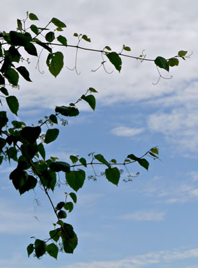 image of Ampelopsis cordata, American Ampelopsis, Heartleaf Peppervine, False-grape, Raccoon-grape