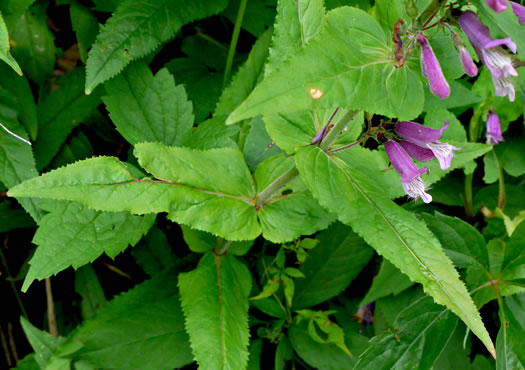 image of Penstemon smallii, Small's Beardtongue, Blue Ridge Beardtongue