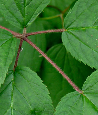 image of Rubus allegheniensis var. allegheniensis, Allegheny Blackberry