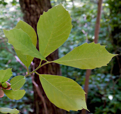 image of Nyssa sylvatica, Blackgum, Black Tupelo, Sour Gum