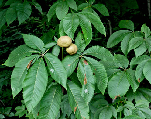 image of Aesculus flava, Yellow Buckeye