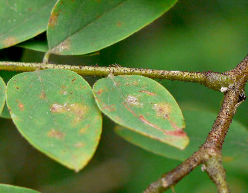 image of Robinia hartwigii, Granite Dome Locust, Highlands Locust, Hartwig's Locust