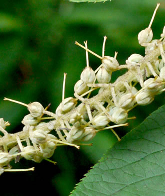 image of Clethra acuminata, Mountain Sweet-pepperbush, Cinnamonbark, Cinnamon Clethra, Mountain White-alder