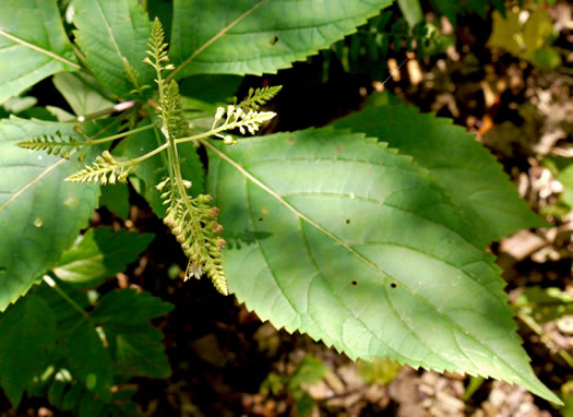 image of Collinsonia canadensis, Northern Horsebalm, Citronella, Canada Stoneroot, Canada Horsebalm