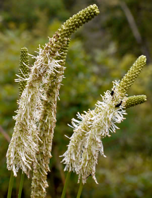 image of Sanguisorba canadensis, Canada Burnet, American Burnet, White Burnet