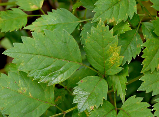 image of Ligusticum canadense, American Lovage