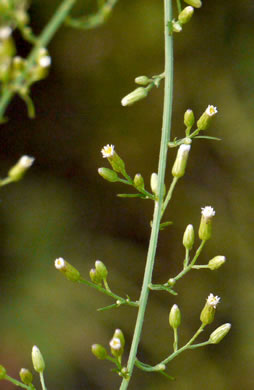 image of Erigeron pusillus, Southern Horseweed