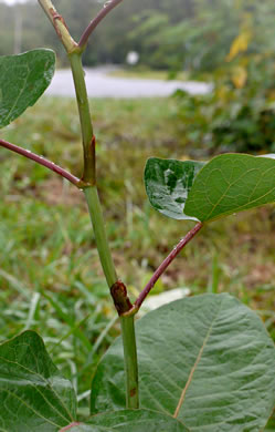 image of Reynoutria sachalinensis, Giant Knotweed, Sachaline