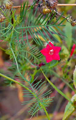 image of Ipomoea quamoclit, Cypress-vine