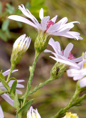 Symphyotrichum undulatum, Wavyleaf Aster