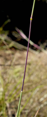 image of Sporobolus junceus, Sandhills Dropseed, Pineywoods Dropseed