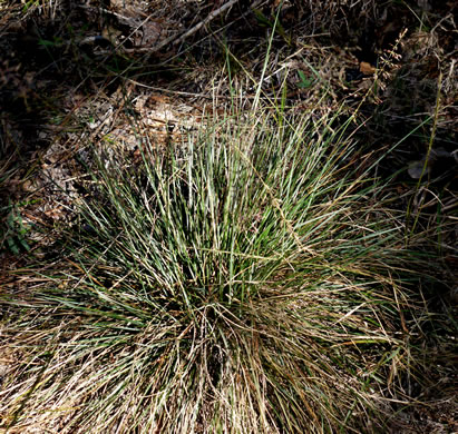 image of Sporobolus junceus, Sandhills Dropseed, Pineywoods Dropseed