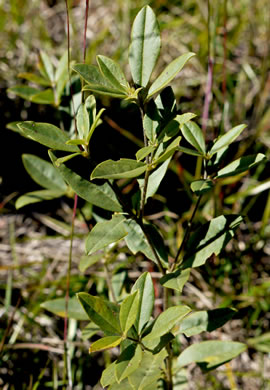 image of Pediomelum piedmontanum, Piedmont Buckroot, Dixie Mountain Breadroot