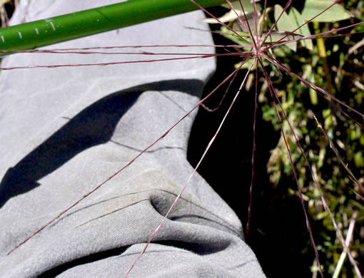 image of Gymnopogon ambiguus, Eastern Skeletongrass, Eastern Beardgrass, Bearded Skeletongrass, Broadleaf Beardgrass