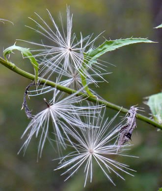 pappus