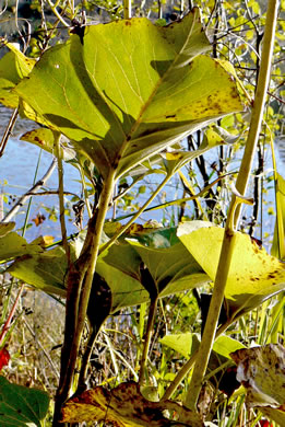 image of Silphium reniforme, Ragged Rosinweed, Kidneyleaf Rosinweed