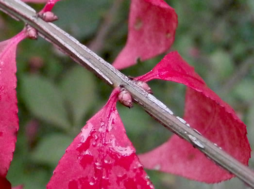 image of Euonymus alatus, Burning-bush, Winged Euonymus, Winged Wahoo