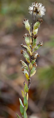 image of Symphyotrichum concolor var. concolor, Eastern Silvery Aster