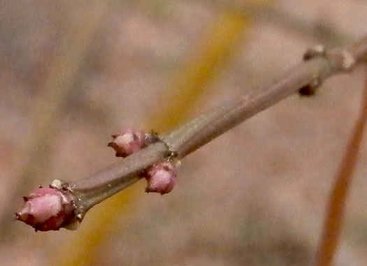 image of Euonymus alatus, Burning-bush, Winged Euonymus, Winged Wahoo