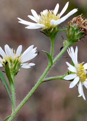 image of Symphyotrichum pilosum var. pilosum, Frost Aster, White Heath Aster