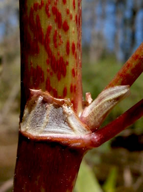 image of Reynoutria japonica var. japonica, Japanese Knotweed, Japanese Bamboo, Japanese Buckwheat